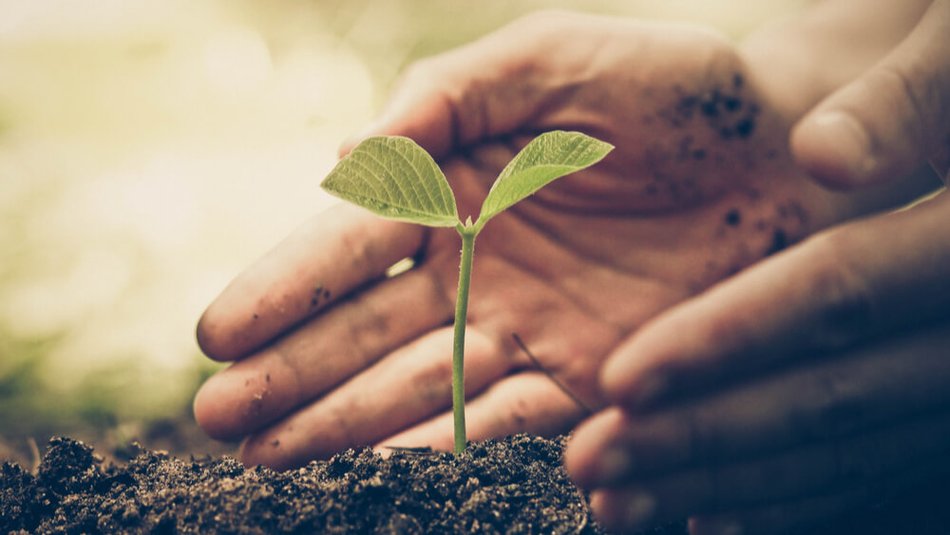 Small plant in soil.