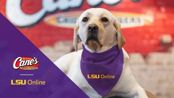 Dog with LSU Online bandana sitting in front of Raising Cane's sign